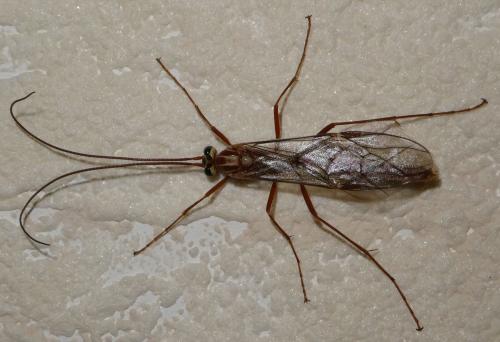 Réf. 217 119 : Ophion obscuratus